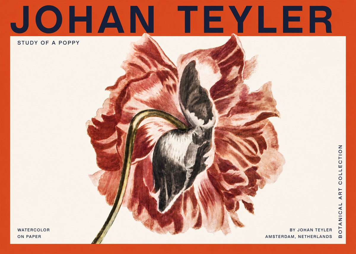 Johan Teyler Study of a Poppy No2 - Plakat
