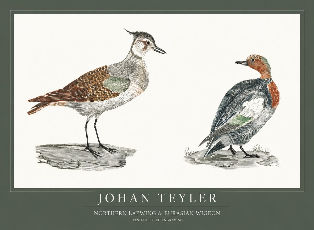 Johan Teyler Northern Lapwing & Eurasian Wigeon No1 - Plakat