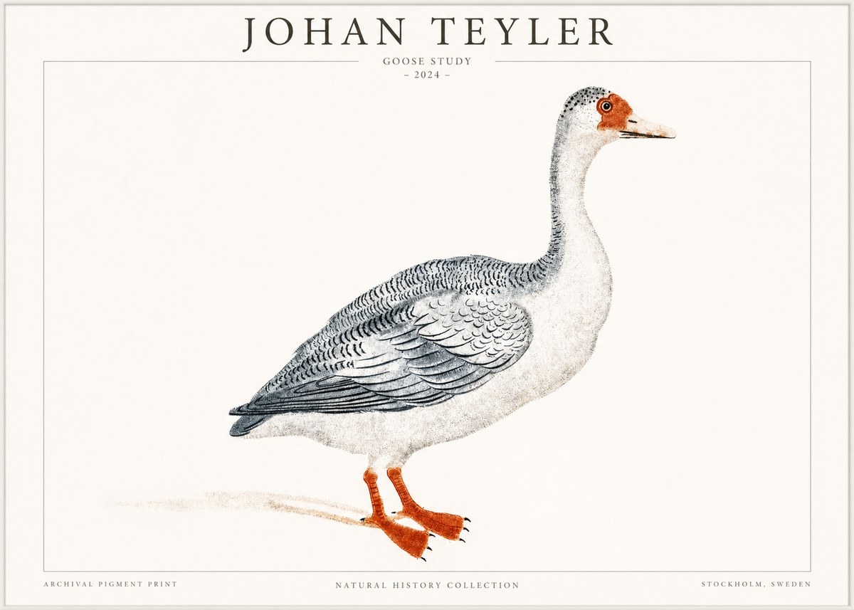 Johan Teyler Goose Study No1 - Plakat