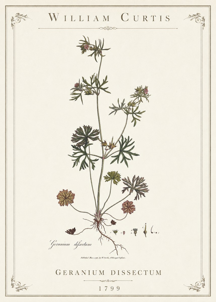William Curtis Geranium Dissectum I No1 - Plakat
