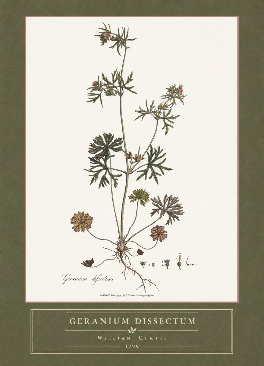 William Curtis Geranium Dissectum I No4 - Plakat