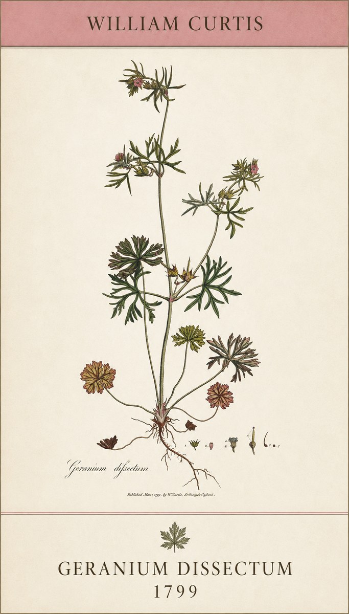 William Curtis Geranium Dissectum I No5 - Plakat