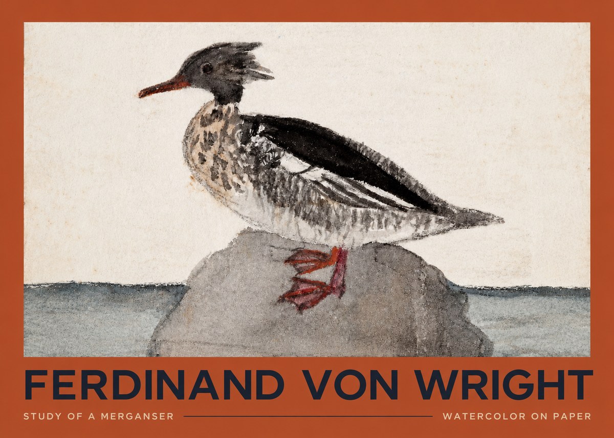 Ferdinand von Wright Study of a Merganser No2 - Plakat
