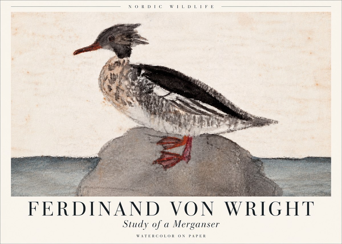 Ferdinand von Wright Study of a Merganser No6 - Plakat