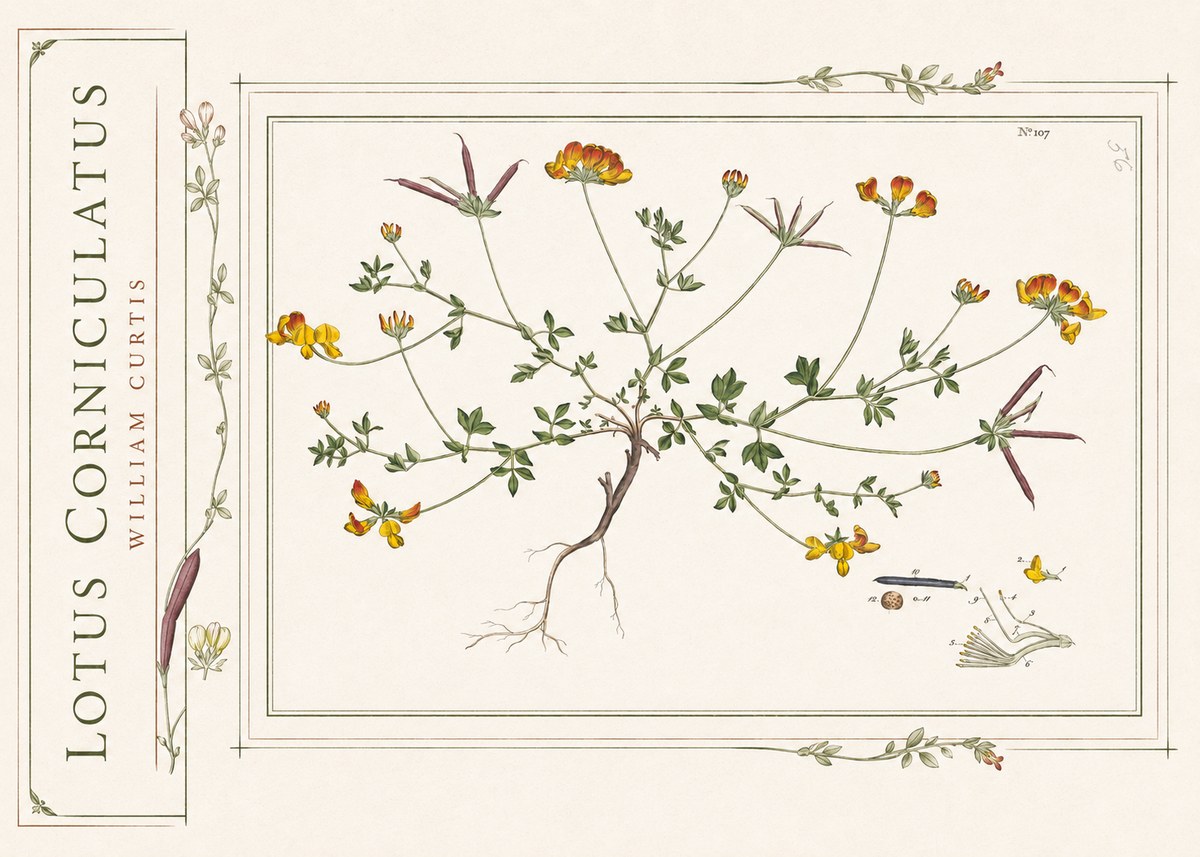 William Curtis Lotus Corniculatus I No2 - Plakat