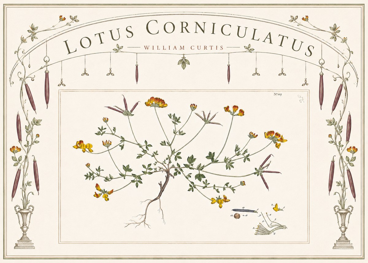 William Curtis Lotus Corniculatus I No6 - Plakat