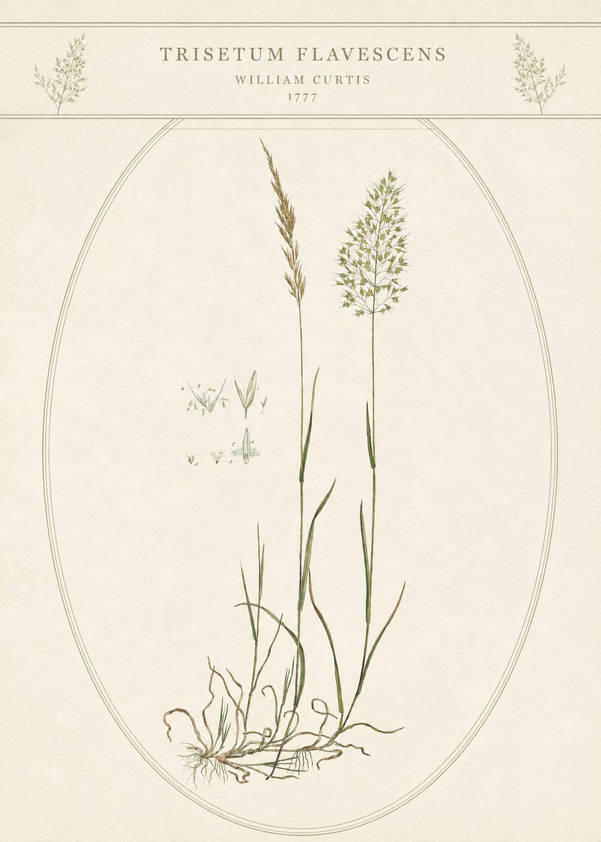 William Curtis Trisetum Flavescens II No5 - Plakat