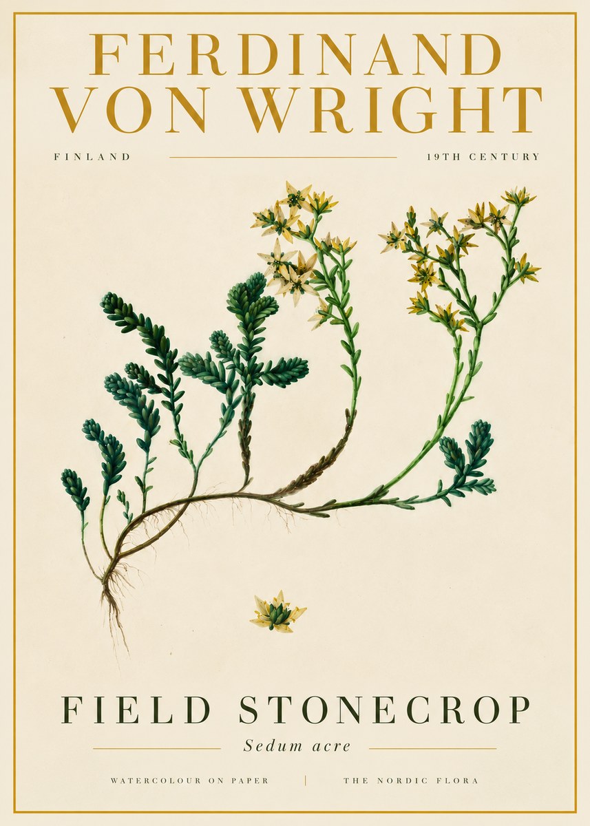 Ferdinand von Wright Botanical Study No6 - Plakat
