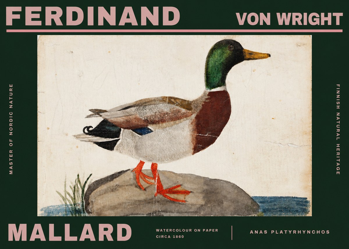 Ferdinand von Wright Mallard (Anas Platyrhynchos) No2 - Plakat