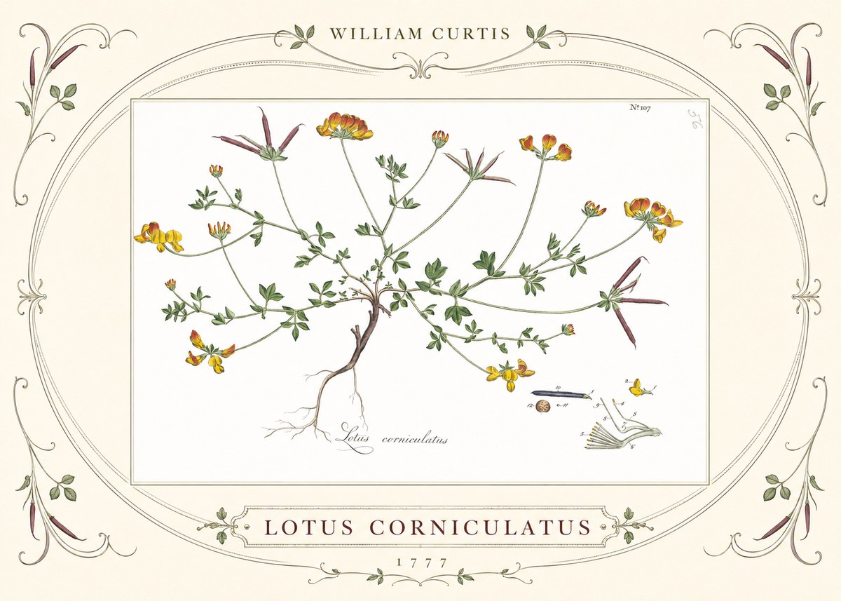 William Curtis Lotus Corniculatus II No3 - Plakat