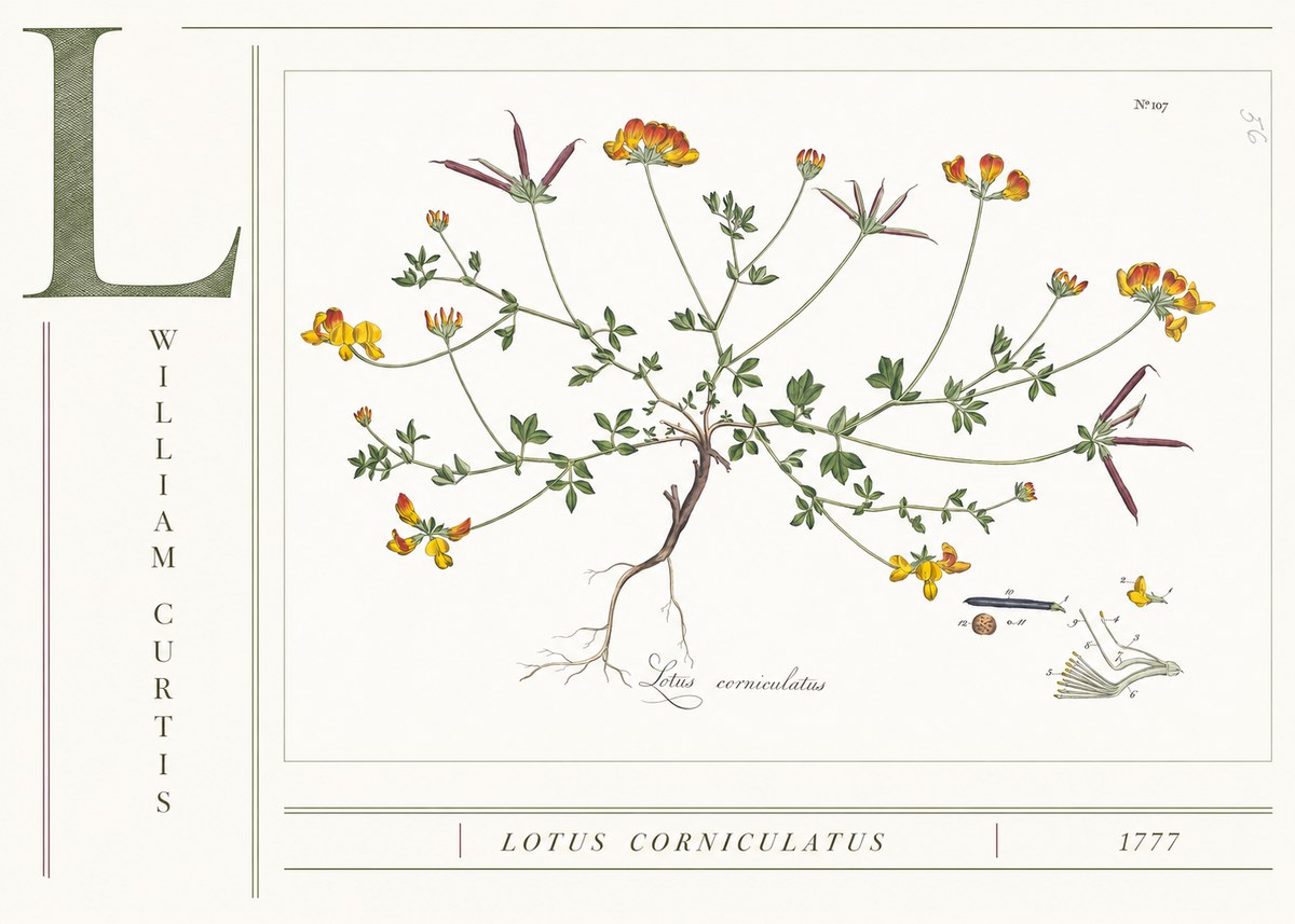 William Curtis Lotus Corniculatus II No4 - Plakat