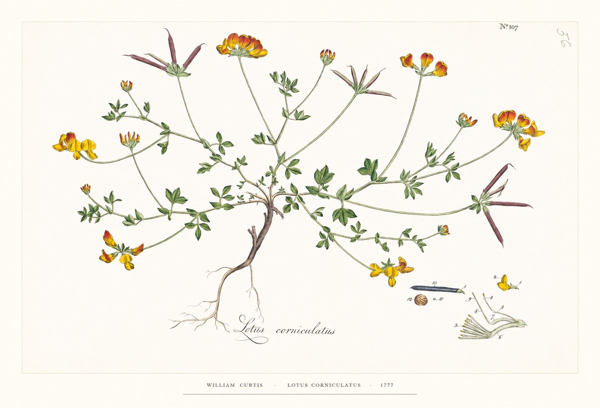 William Curtis Lotus Corniculatus II No6 - Plakat