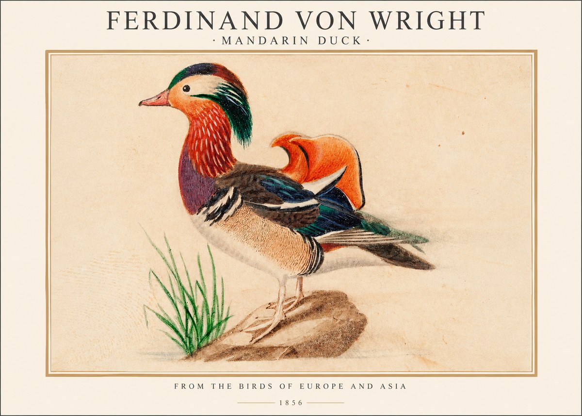 Ferdinand von Wright Mandarin Duck No1 - Plakat