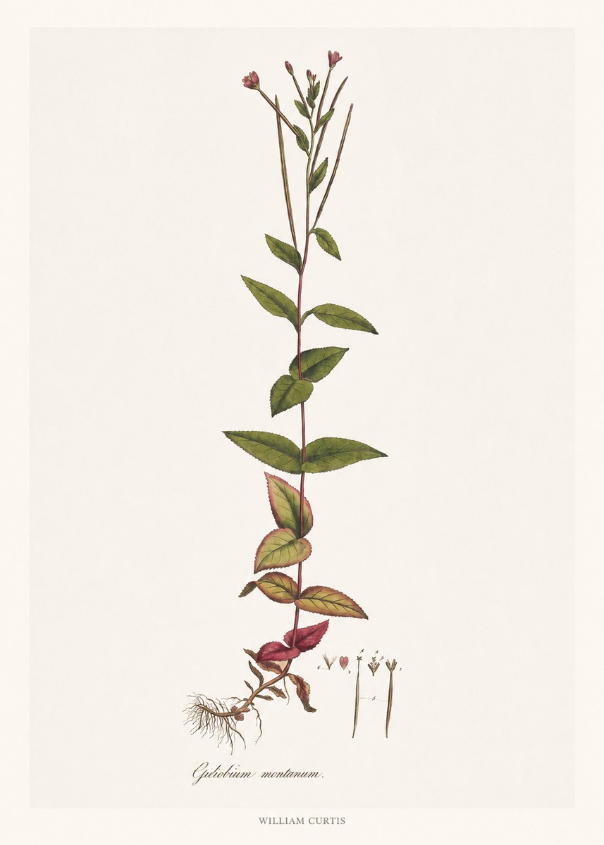 William Curtis Epilobium Montanum. No6 - Plakat