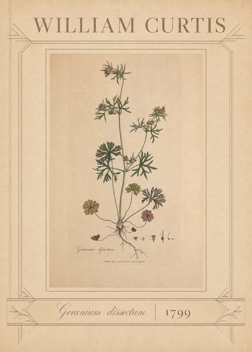 William Curtis Geranium Dissectum II No3 - Plakat