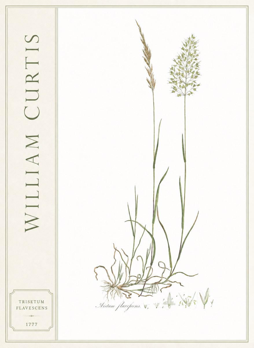 William Curtis Trisetum Flavescens III No2 - Plakat