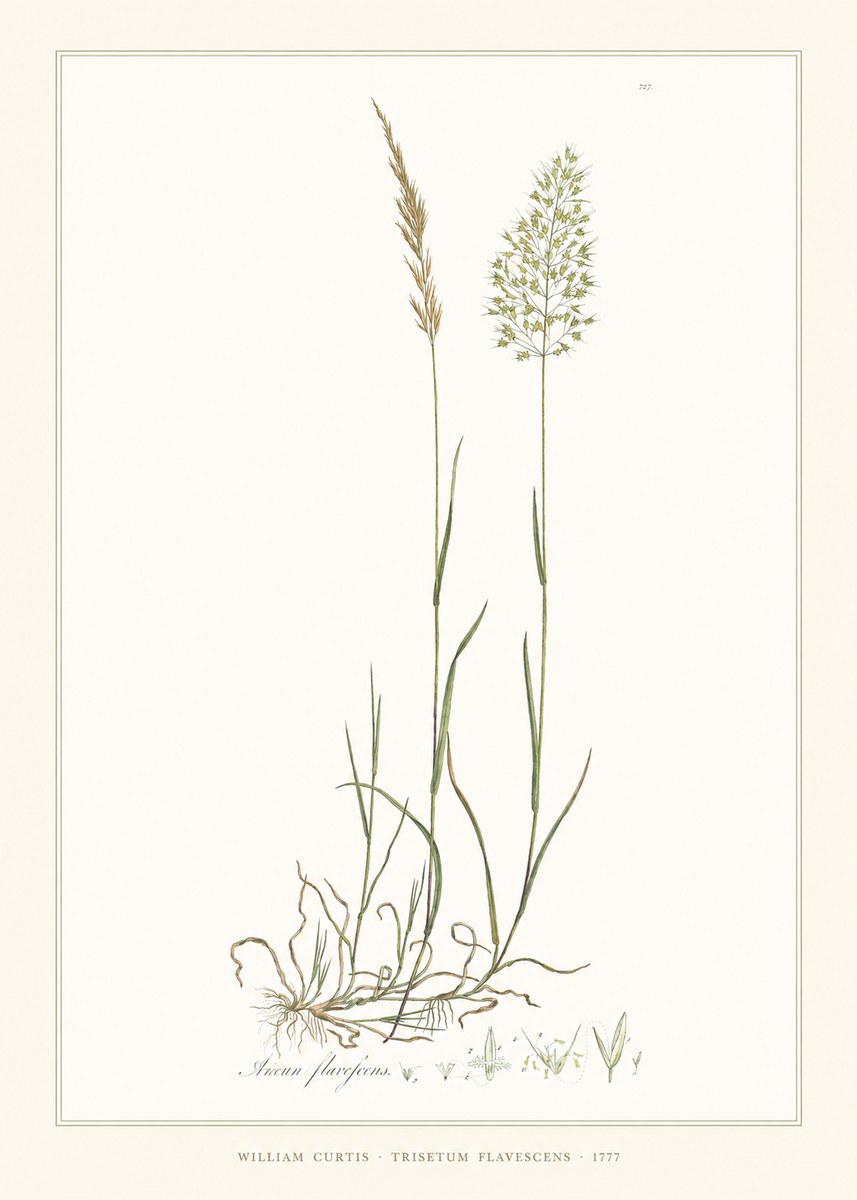 William Curtis Trisetum Flavescens III No6 - Plakat