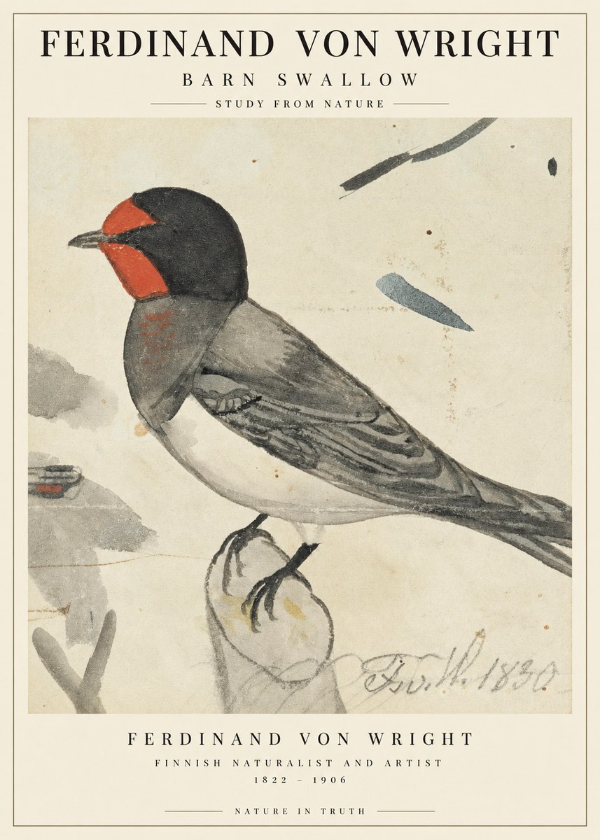 Ferdinand von Wright The Swallow No3 - Plakat
