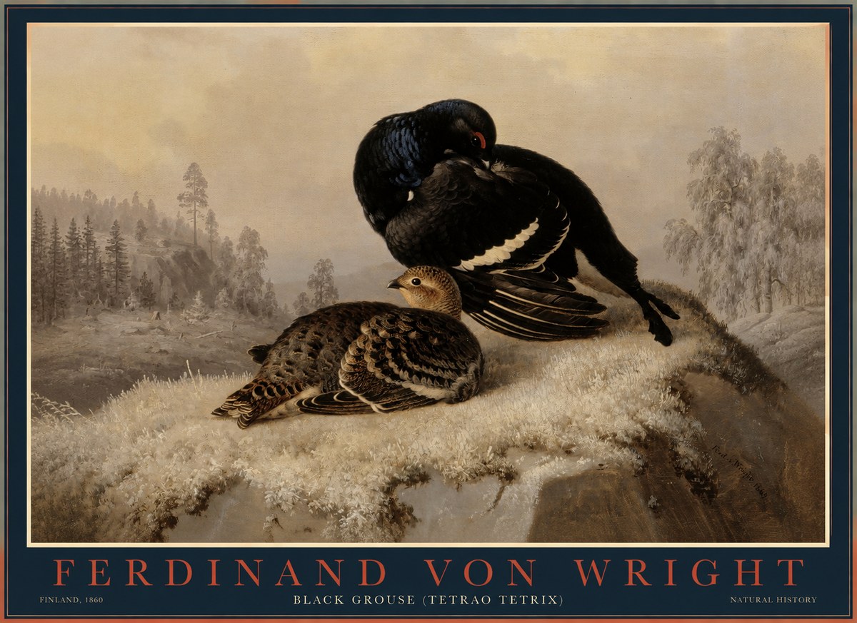 Ferdinand von Wright Black Grouse (Tetrao Tetrix) No1 - Plakat