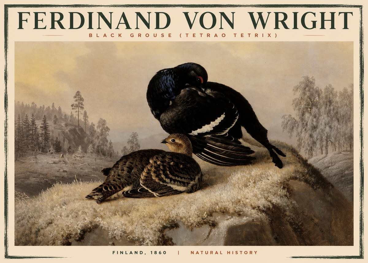 Ferdinand von Wright Black Grouse (Tetrao Tetrix) No2 - Plakat