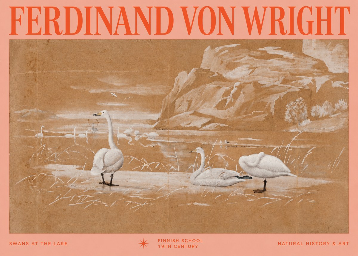 Ferdinand von Wright Swans at the Lake No2 - Plakat