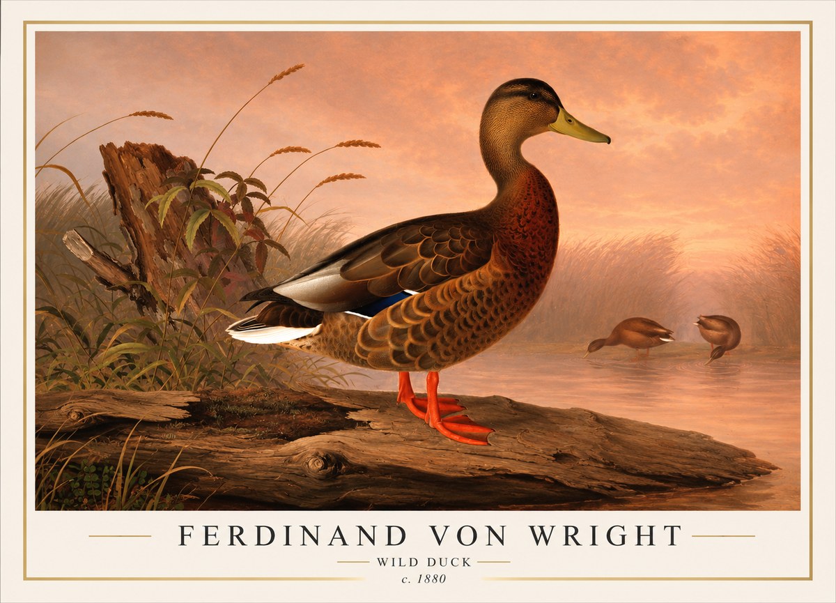 Ferdinand von Wright Wild Duck No1 - Plakat