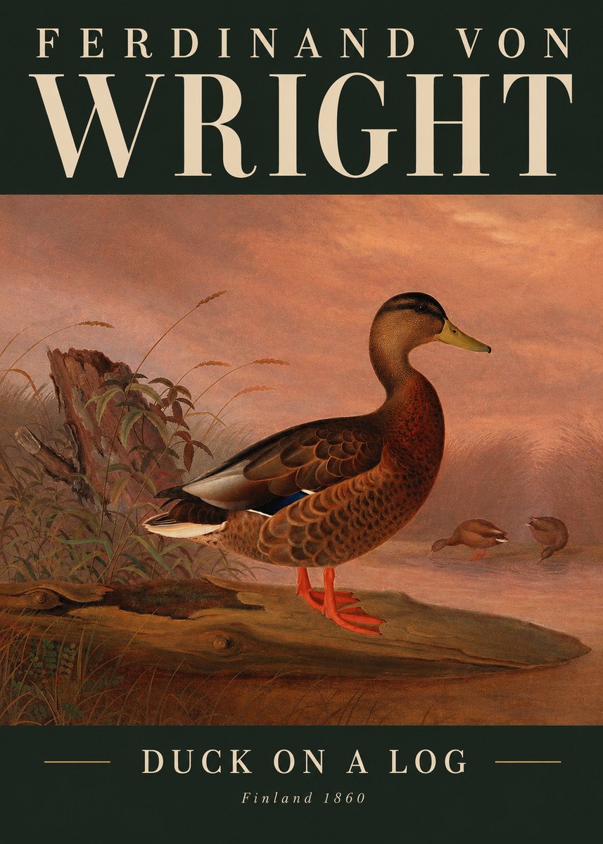 Ferdinand von Wright Wild Duck No3 - Plakat