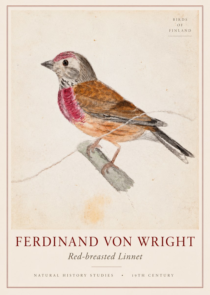 Ferdinand von Wright Bird Study No3 - Plakat