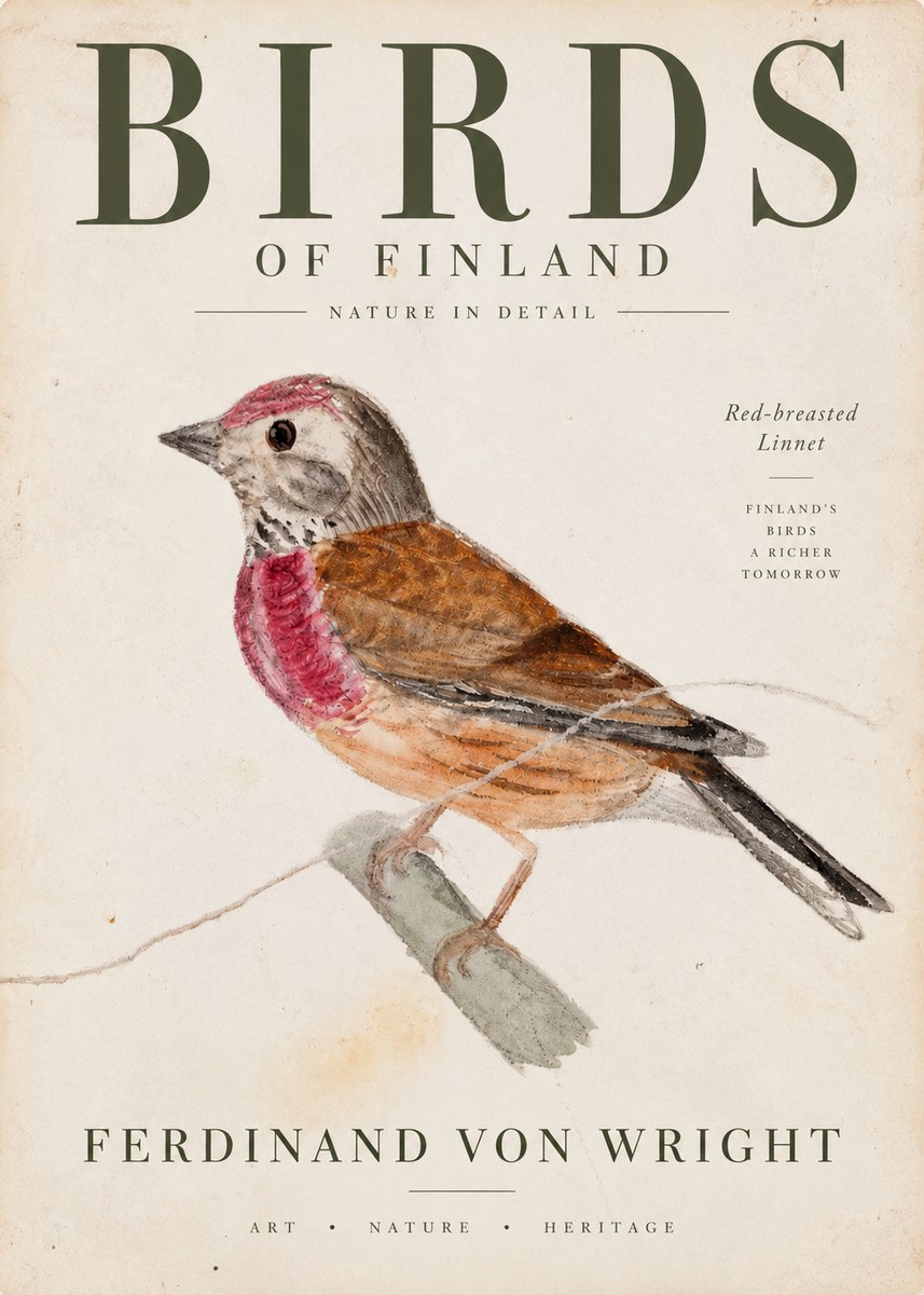 Ferdinand von Wright Bird Study No4 - Plakat
